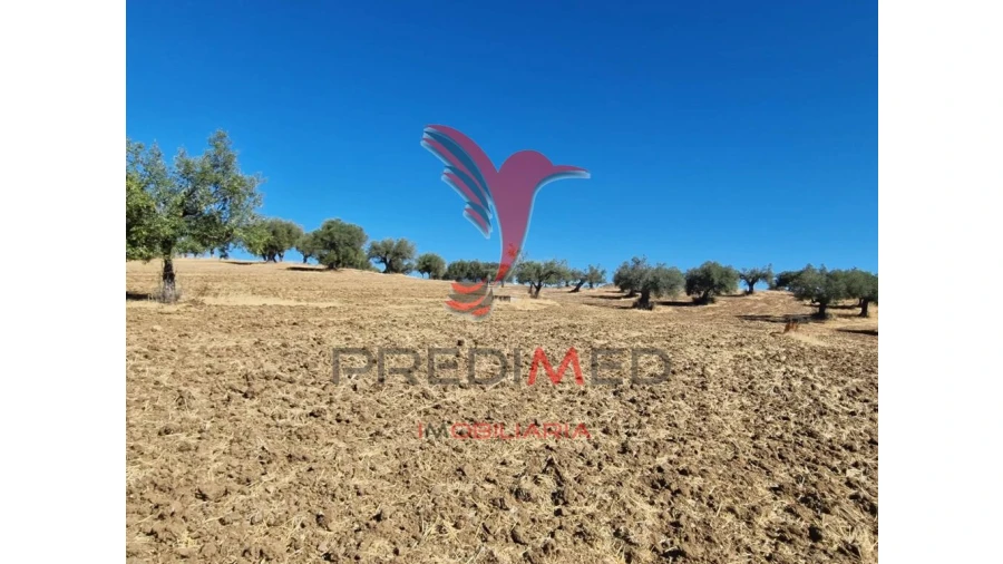 Terreno para Venda em Torrão Foto 16