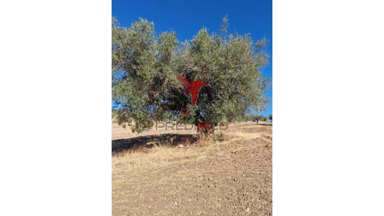 Terreno para Venda em Torrão Foto 19