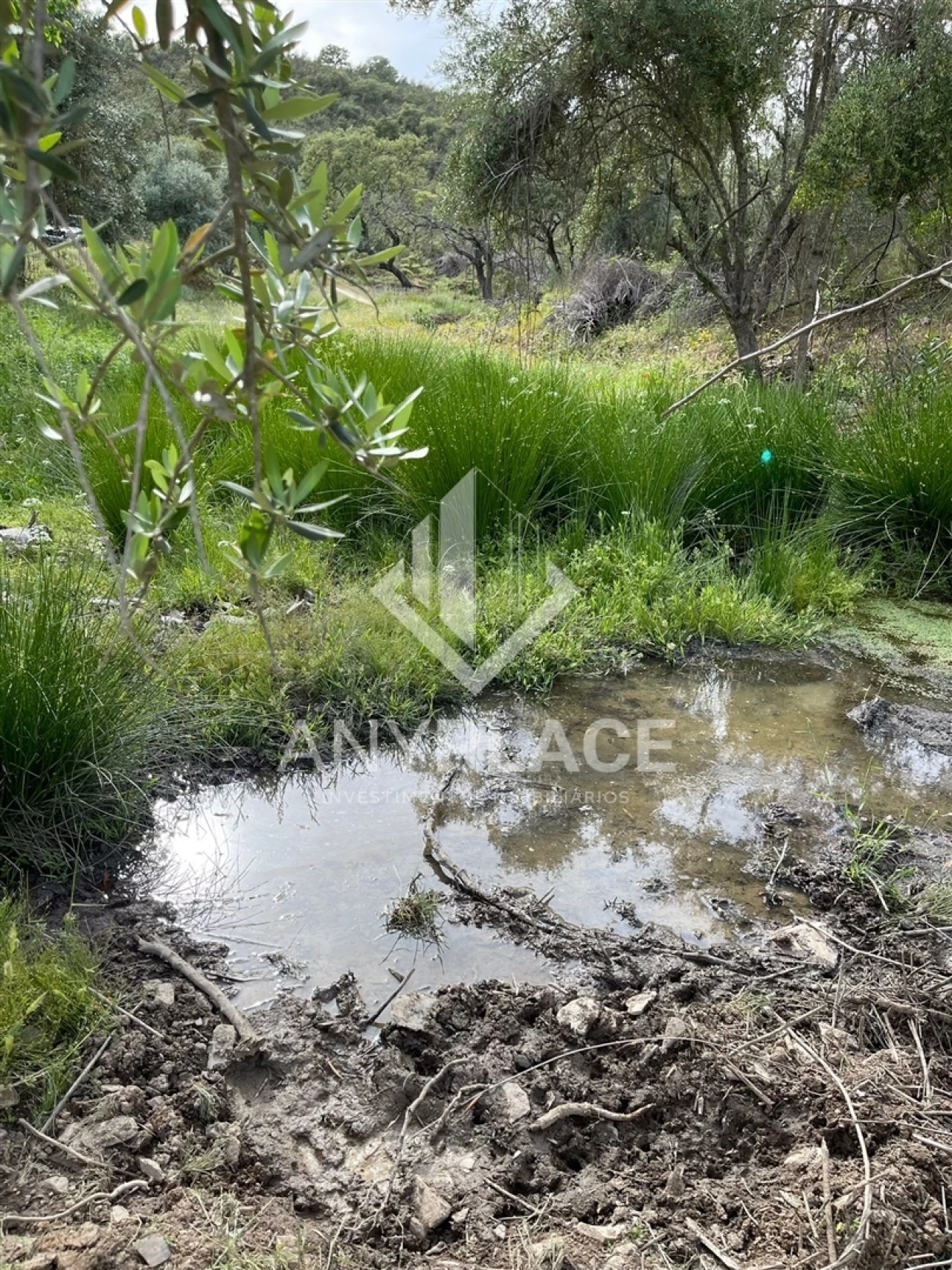 Terreno Agricola ou Rústico para Venda em Ameixial Foto 9