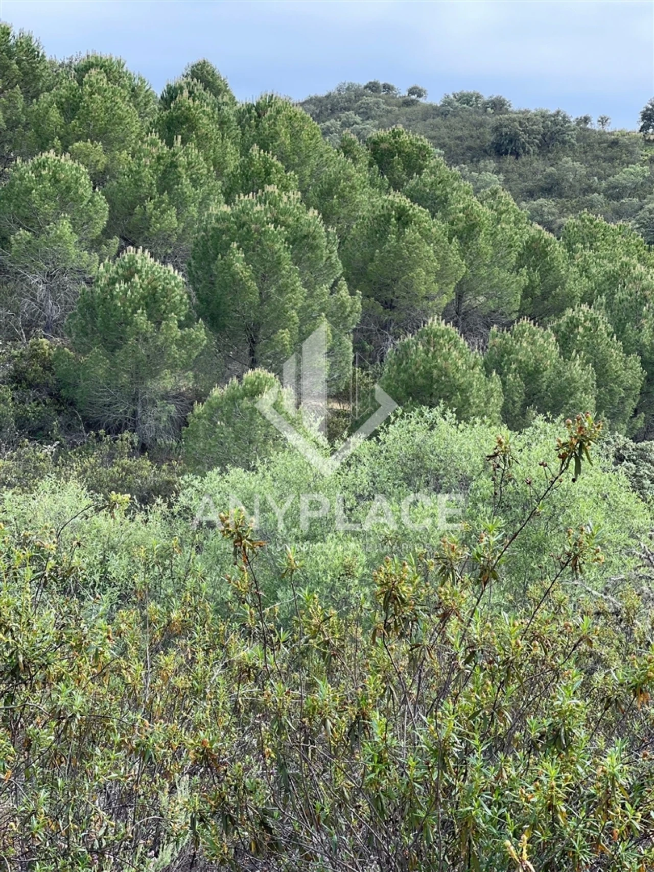Terreno Agricola ou Rústico para Venda em Ameixial Foto 4