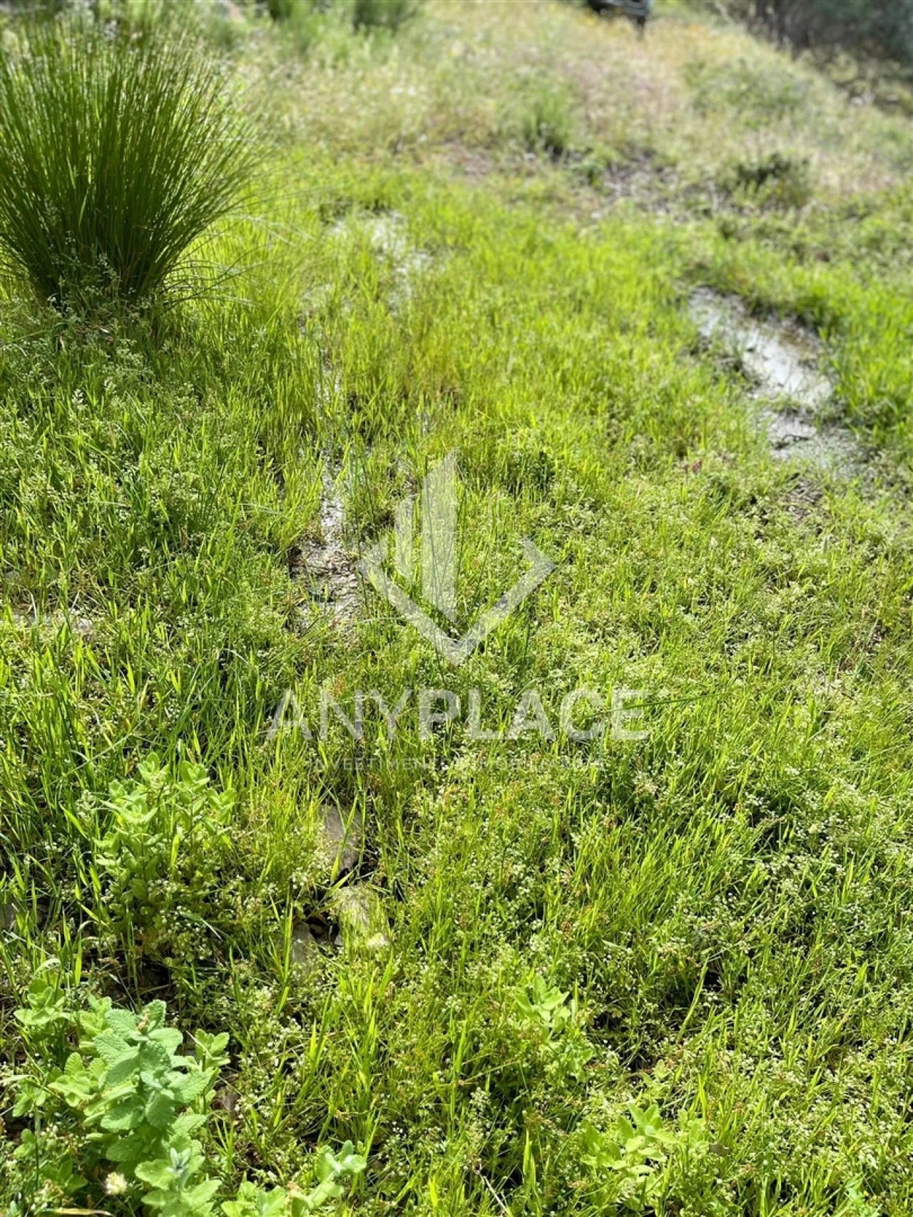 Terreno Agricola ou Rústico para Venda em Ameixial Foto 2