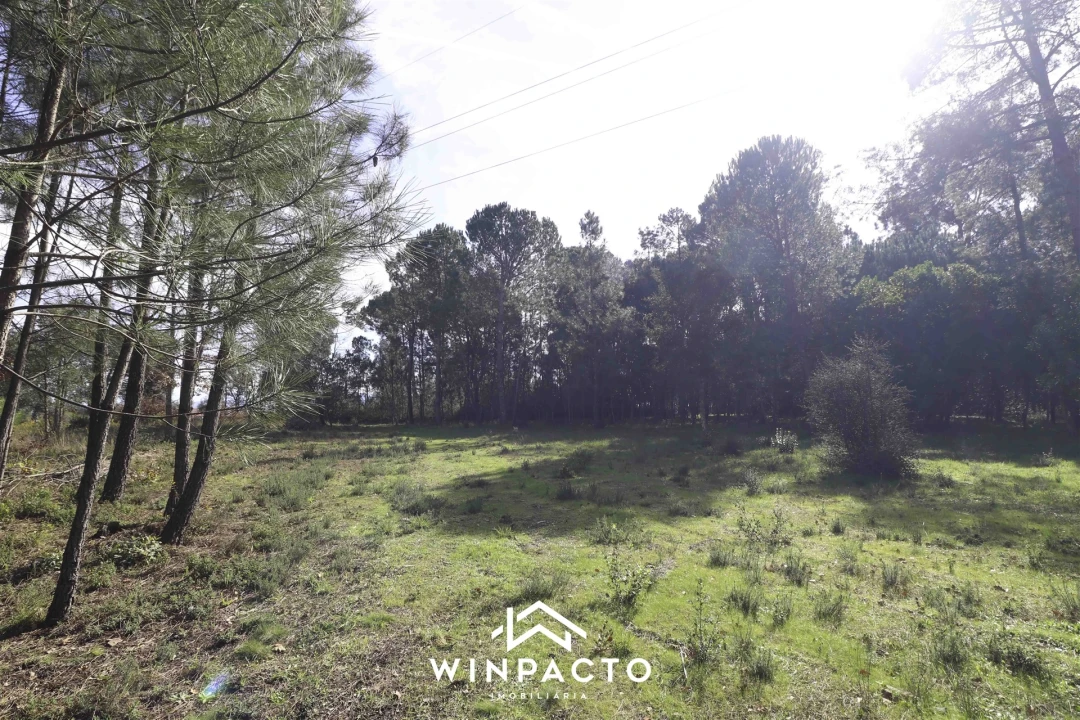 Terreno para Venda em Canas de Senhorim Foto 7