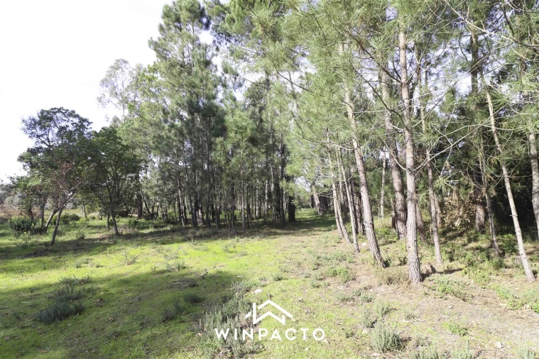 Terreno para Venda em Canas de Senhorim Foto 6