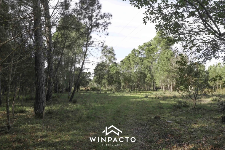Terreno para Venda em Canas de Senhorim Foto 1