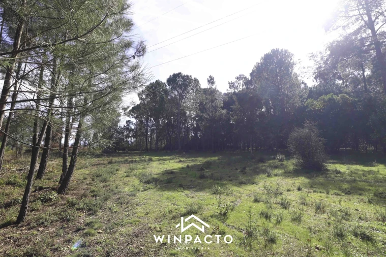 Terreno para Venda em Canas de Senhorim Foto 7