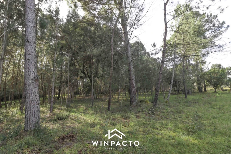 Terreno para Venda em Canas de Senhorim Foto 4