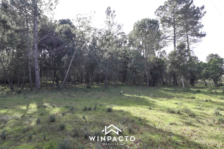 Terreno para Venda em Canas de Senhorim Foto 5