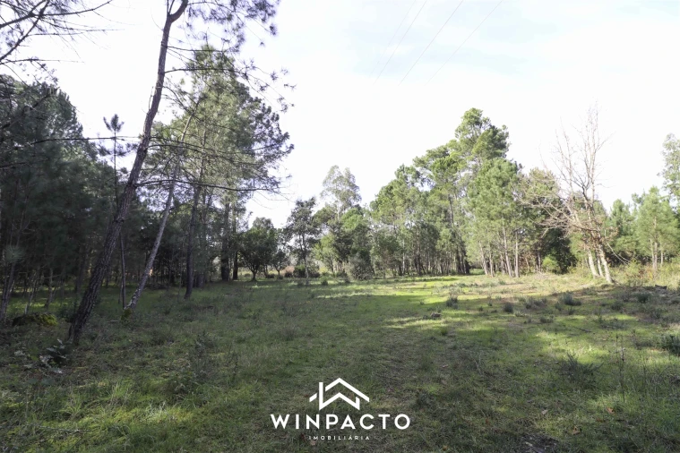 Terreno para Venda em Canas de Senhorim Foto 3