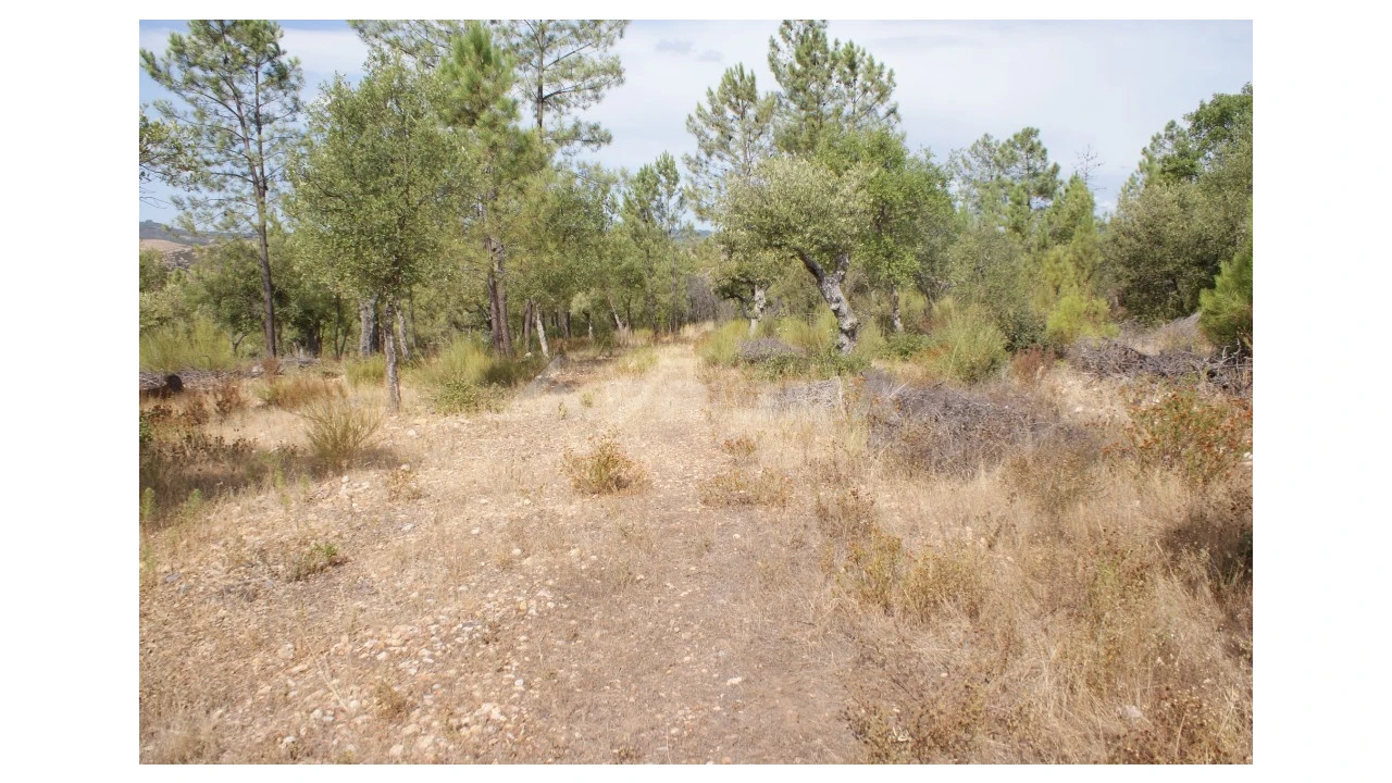 Terreno para Venda em Santana Foto 15