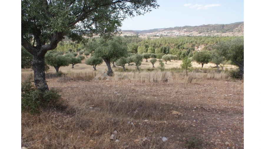 Terreno para Venda em Santana Foto 1