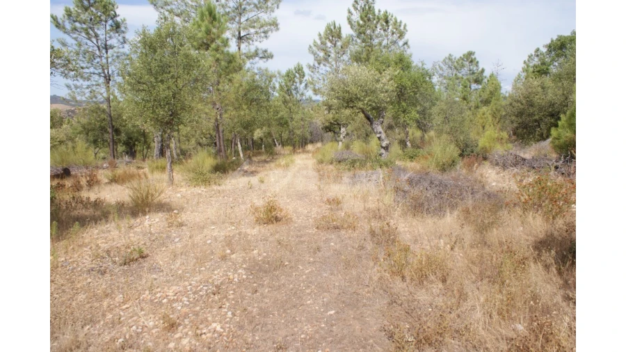 Terreno para Venda em Santana Foto 15