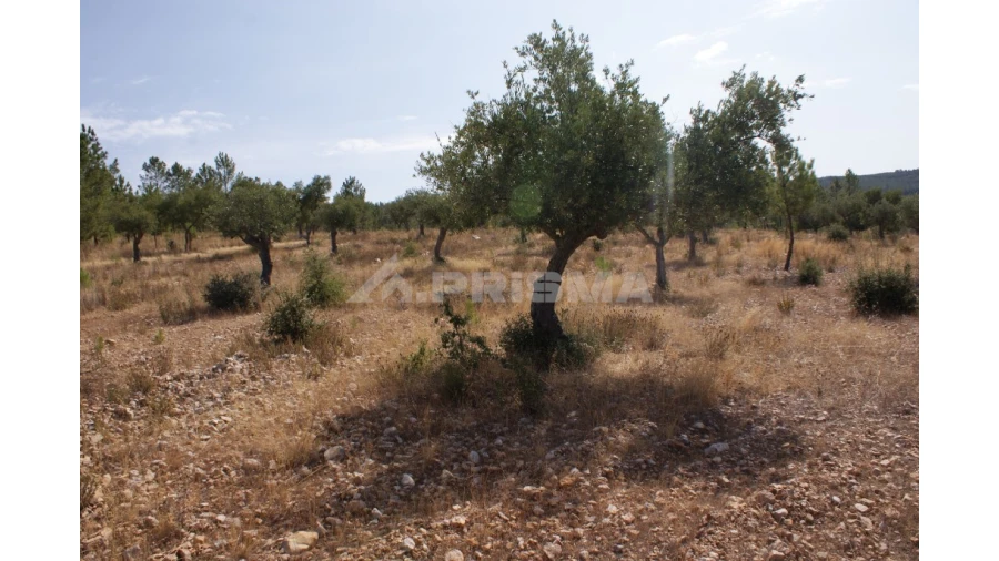 Terreno para Venda em Santana Foto 6
