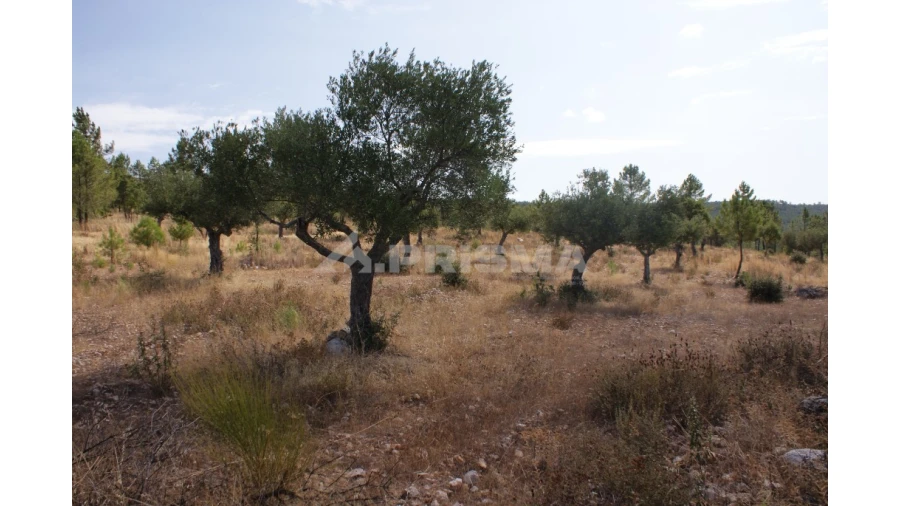 Terreno para Venda em Santana Foto 4