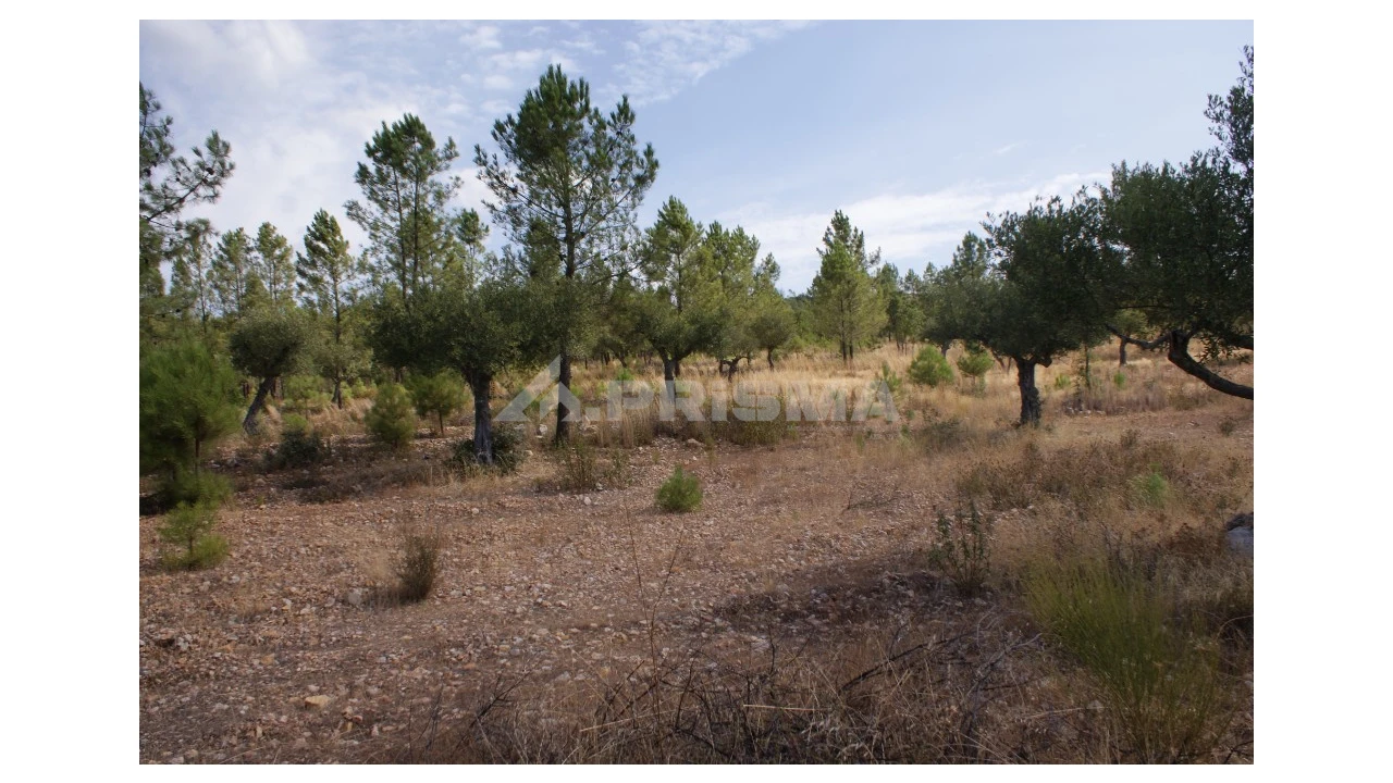 Terreno para Venda em Santana Foto 3