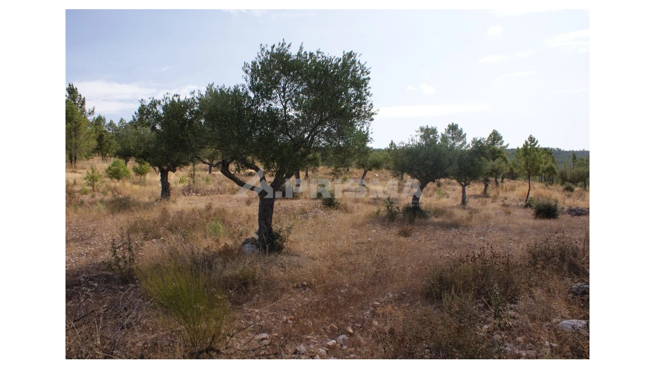 Terreno para Venda em Santana Foto 4