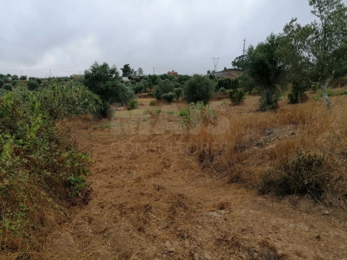 Terreno para Venda em Mouriscas Foto 8