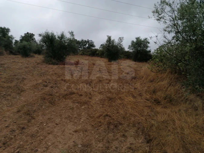 Terreno para Venda em Mouriscas Foto 2