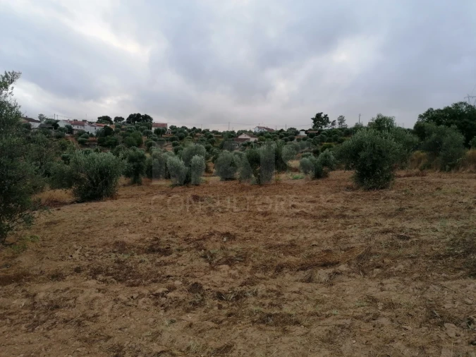 Terreno para Venda em Mouriscas Foto 4