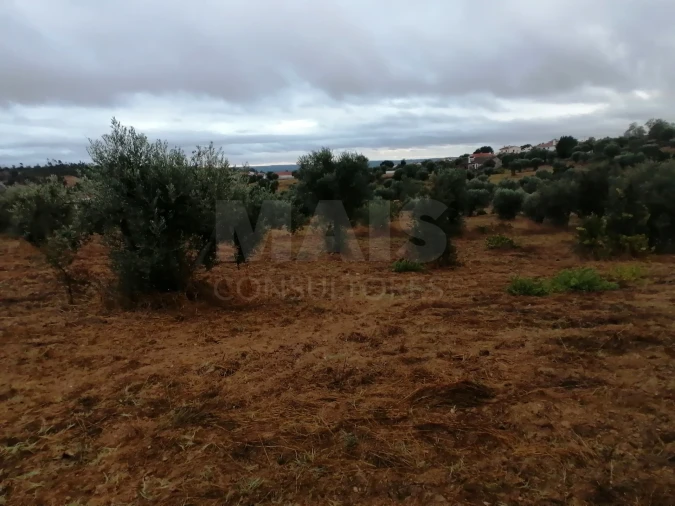 Terreno para Venda em Mouriscas Foto 7