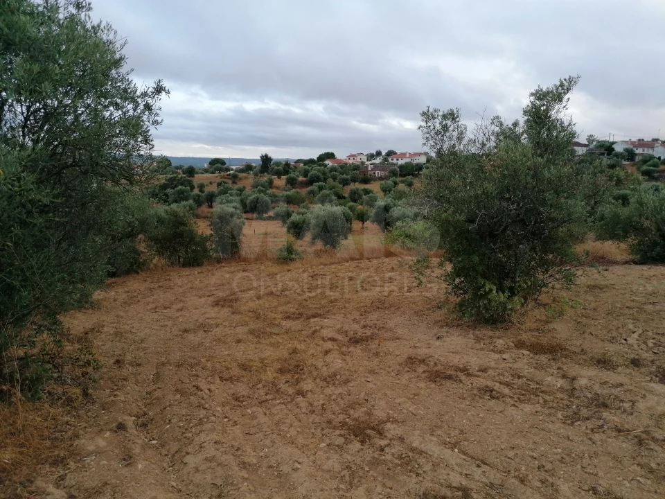 Terreno para Venda em Mouriscas Foto 4