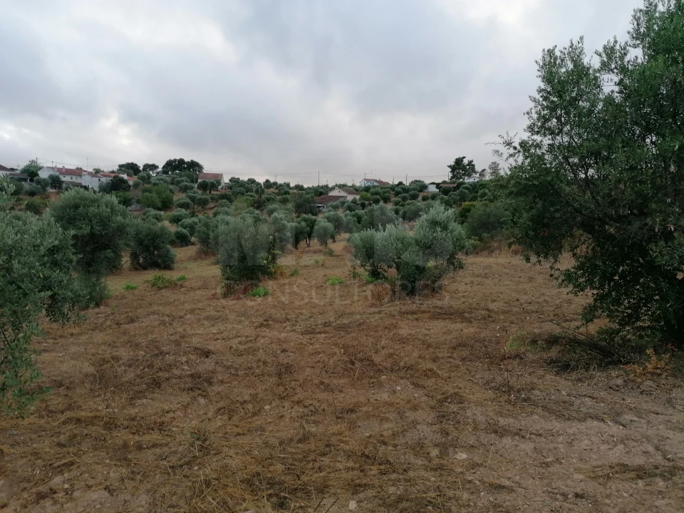 Terreno para Venda em Mouriscas Foto 5