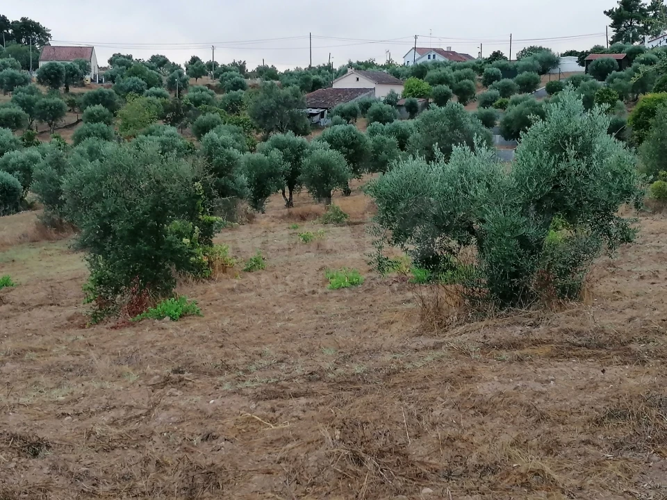 Terreno para Venda em Mouriscas Foto 6