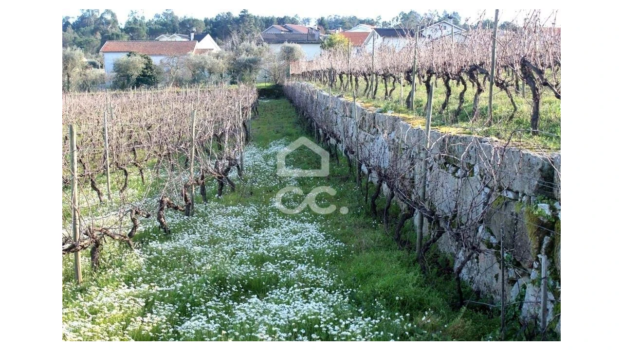 Quinta T6 para Venda em Fornos de Maceira Dão Foto 21