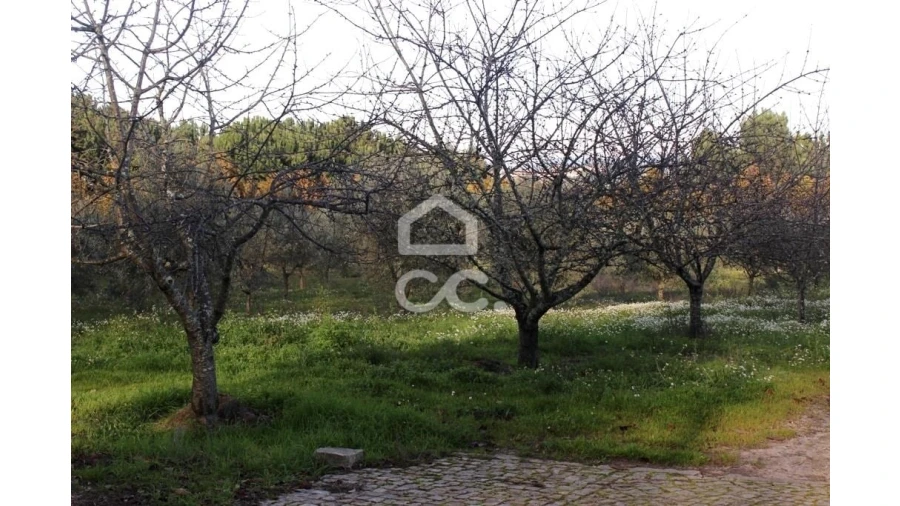 Quinta T6 para Venda em Fornos de Maceira Dão Foto 11