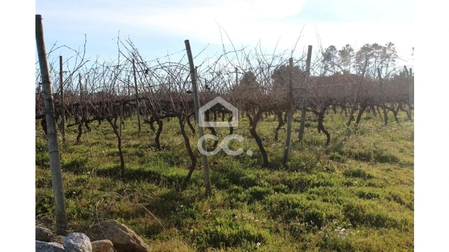 Quinta T6 para Venda em Fornos de Maceira Dão Foto 20