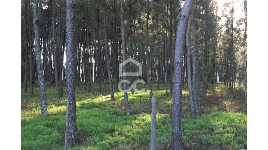 Quinta T6 para Venda em Fornos de Maceira Dão Foto 28