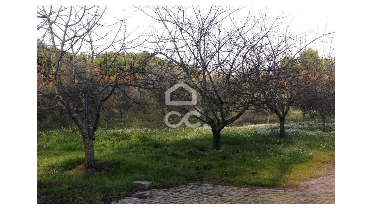 Quinta T6 para Venda em Fornos de Maceira Dão Foto 11