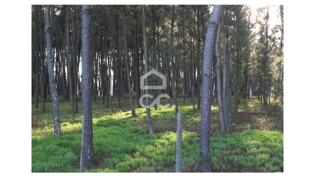 Quinta T6 para Venda em Fornos de Maceira Dão Foto 28