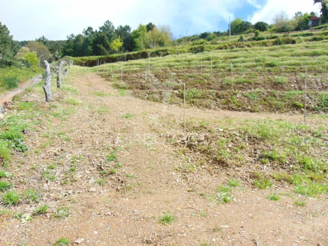 Terreno para Venda em Torgueda Foto 6