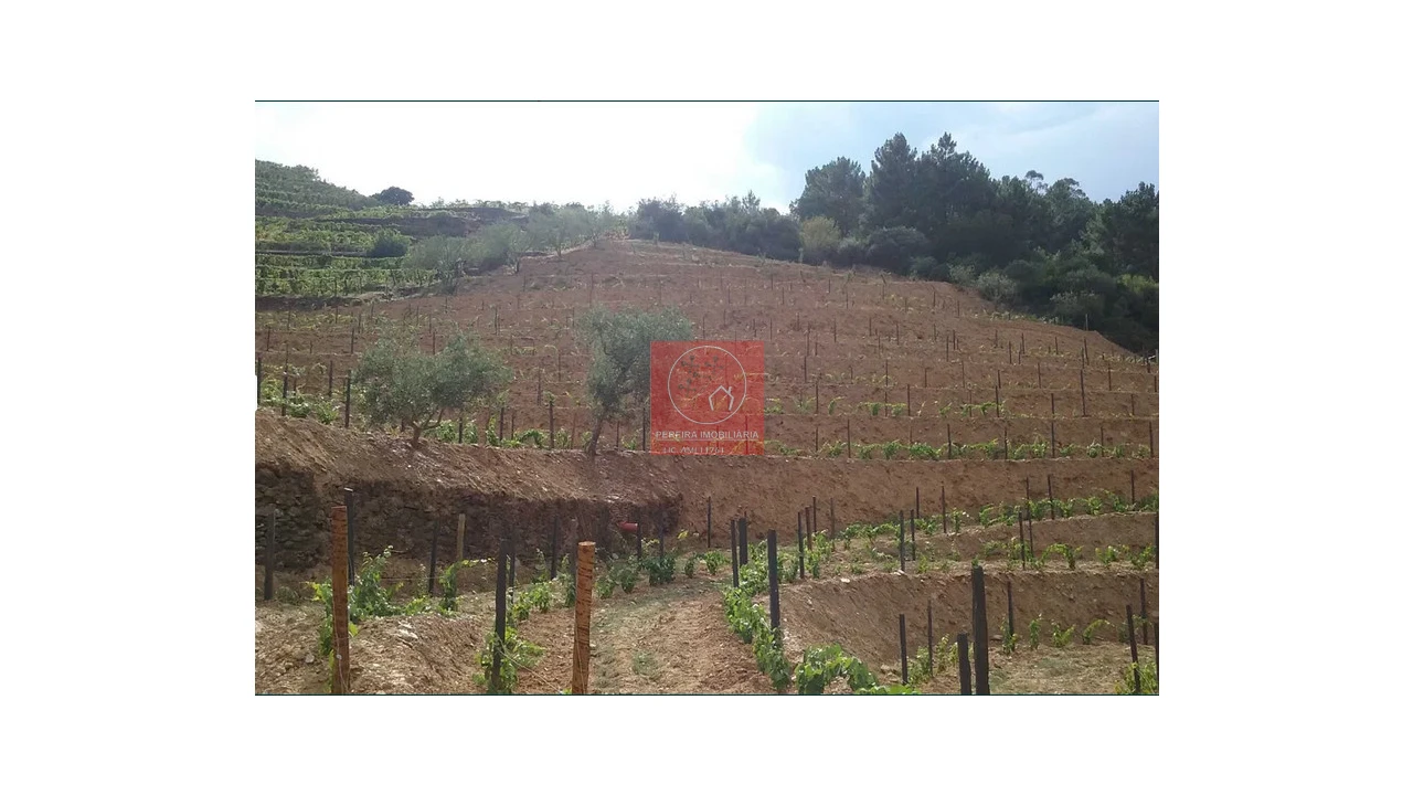 Quinta para Venda em Pinhão Foto 6