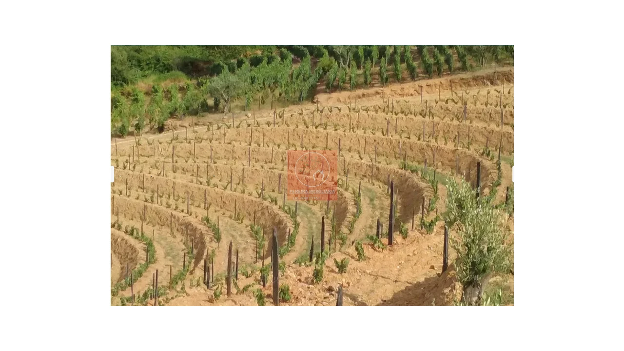 Quinta para Venda em Pinhão Foto 3