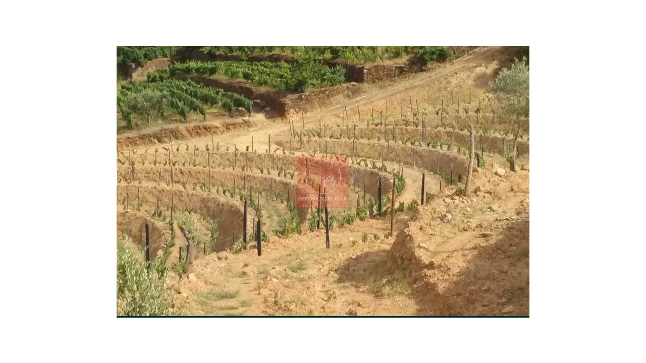 Quinta para Venda em Pinhão Foto 5