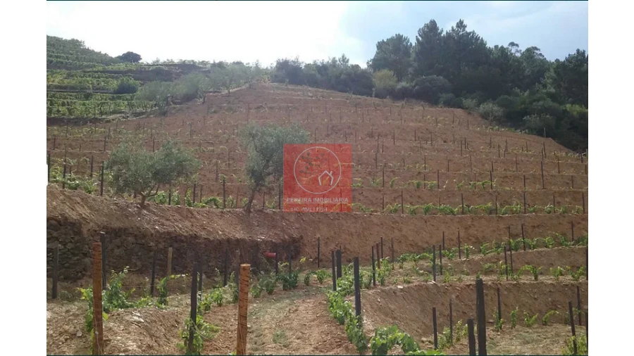Quinta para Venda em Pinhão Foto 6