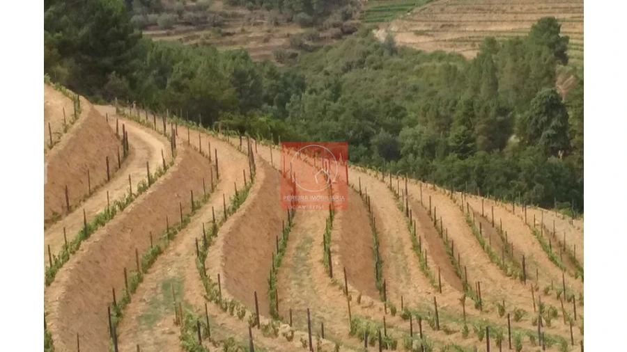 Quinta para Venda em Pinhão Foto 2