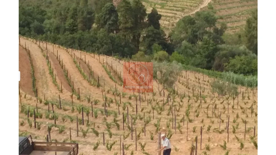 Quinta para Venda em Pinhão