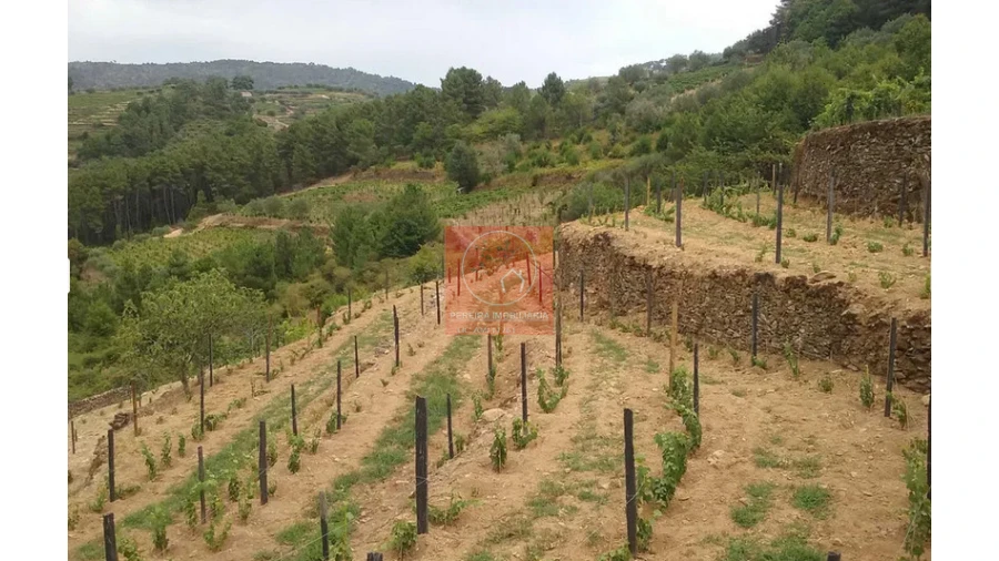 Quinta para Venda em Pinhão Foto 9