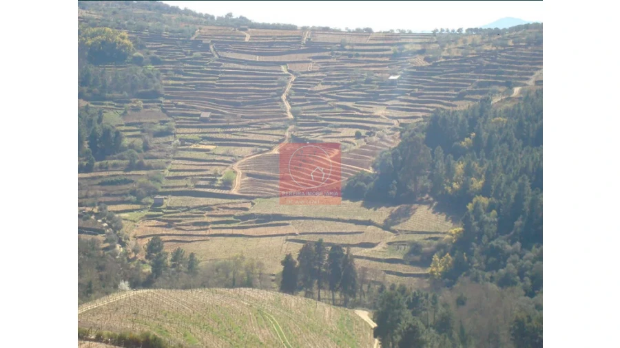 Quinta para Venda em Pinhão Foto 8