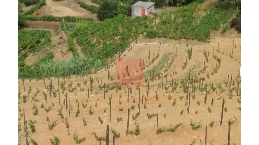 Quinta para Venda em Pinhão Foto 4