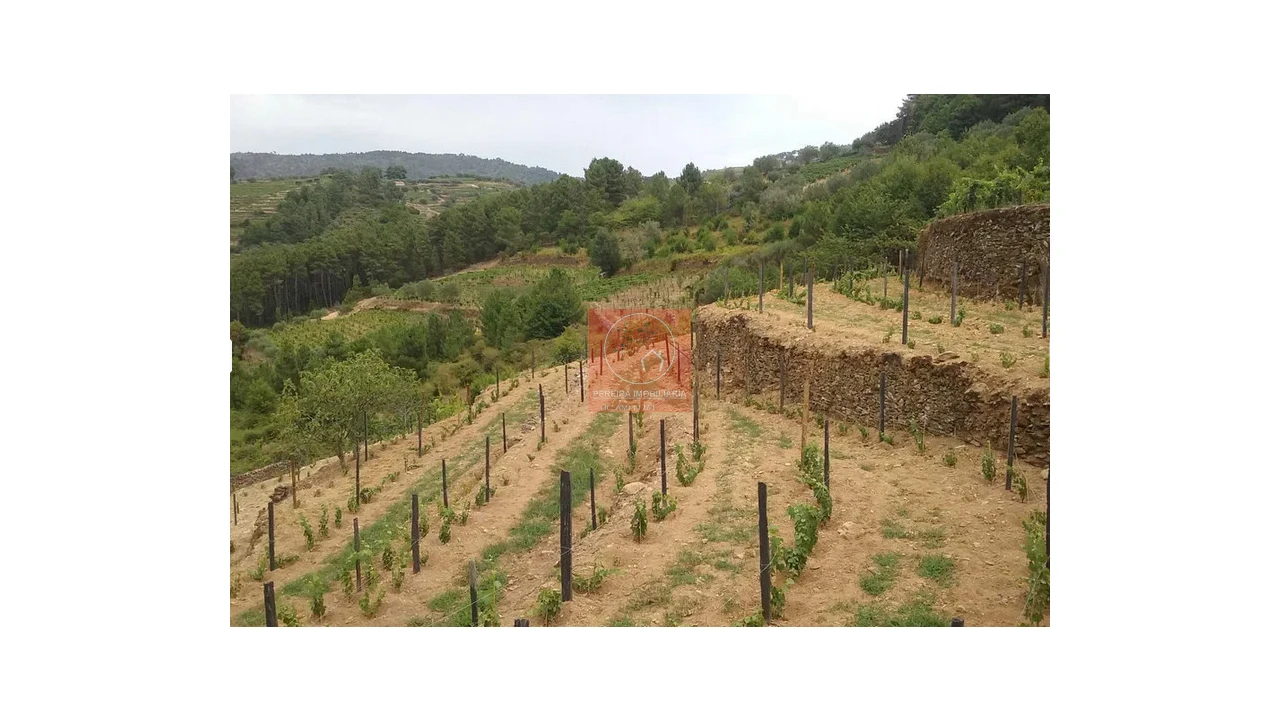 Quinta para Venda em Pinhão Foto 9