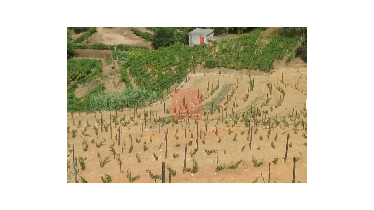 Quinta para Venda em Pinhão Foto 4