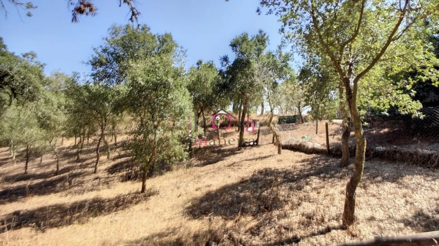 Quinta T2 para Venda em Melides Foto 18