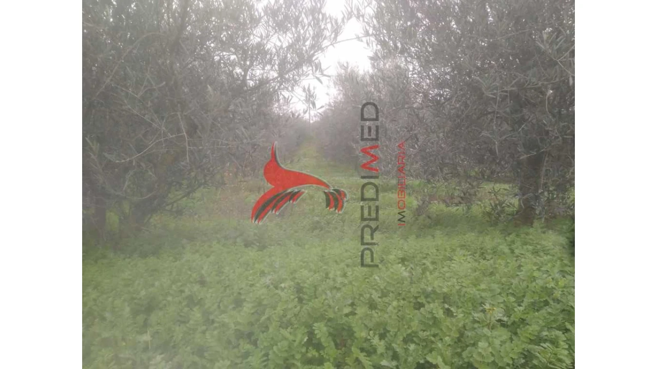 Terreno para Venda em Fontelo Foto 8