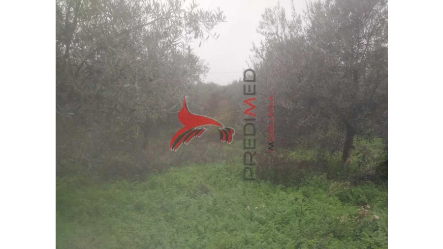 Terreno para Venda em Fontelo Foto 2