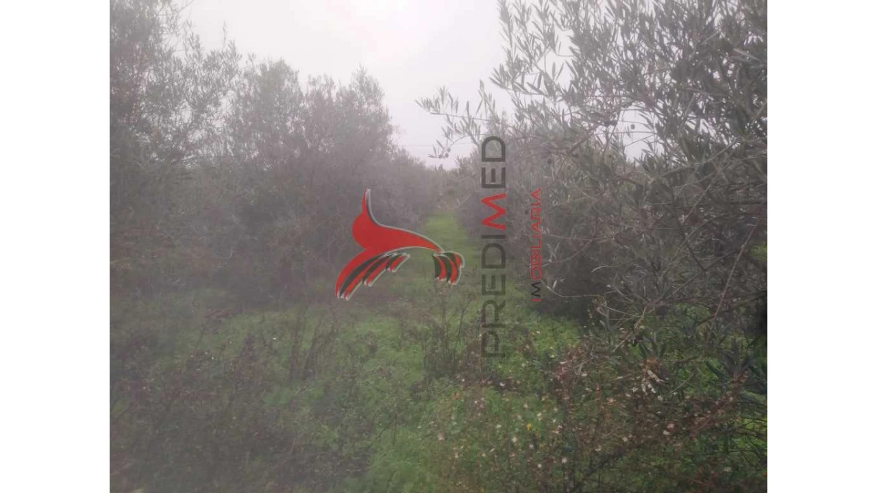 Terreno para Venda em Fontelo Foto 9