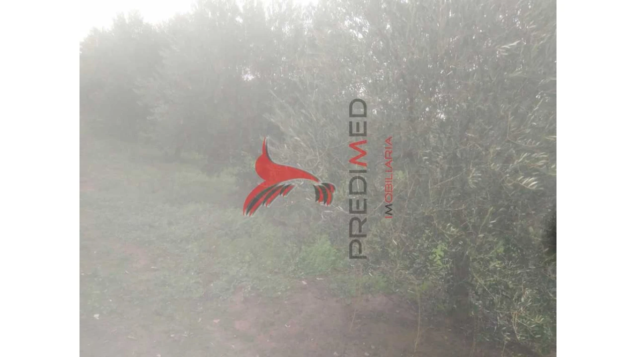 Terreno para Venda em Fontelo Foto 16