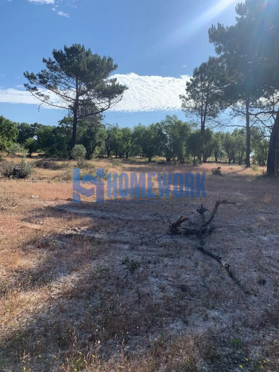 Terreno para Venda em Quinta do Anjo Foto 8